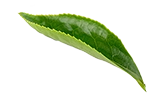 shape